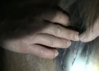 Horse with a tight ass is asking for it