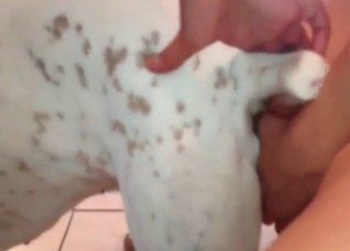 Bestiality action ass to pussy