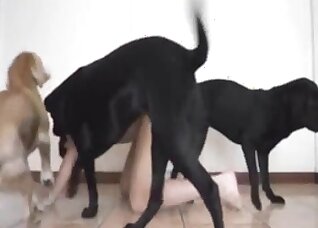 Animal Sex Me