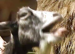 Pig bestiality xxx
