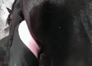 Fetish-y bombshell enjoying sex with a black dog