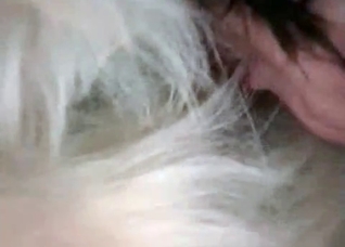 Horny mutt gets a sloppy blowjob in HD