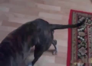Dog's cock is getting pleasured by a busty beauty