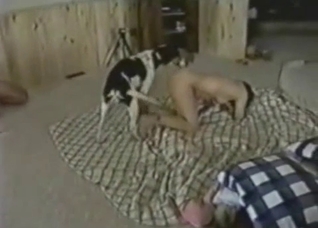 Spotted dog fucking pussy in doggy style
